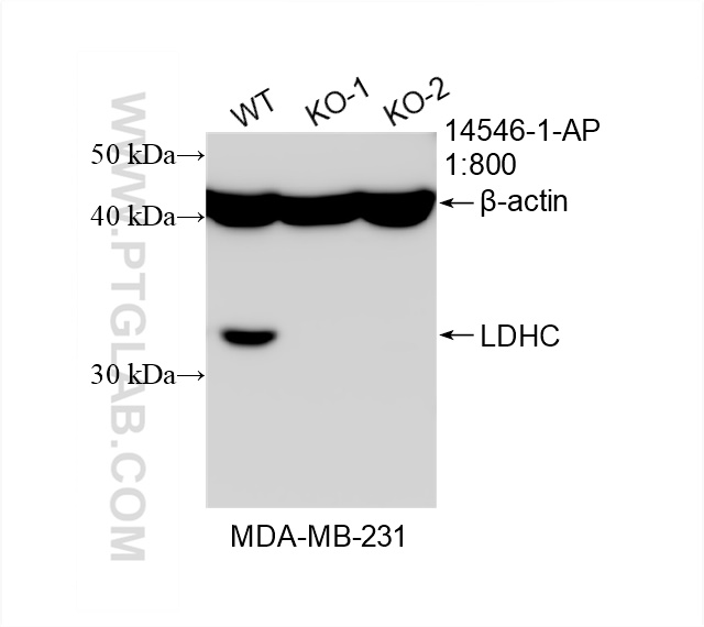 WB analysis of MDA-MB-231 using 14546-1-AP