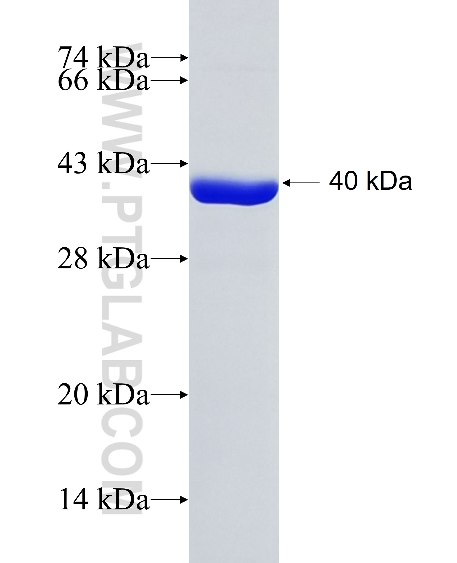 LDHD fusion protein Ag6005 SDS-PAGE