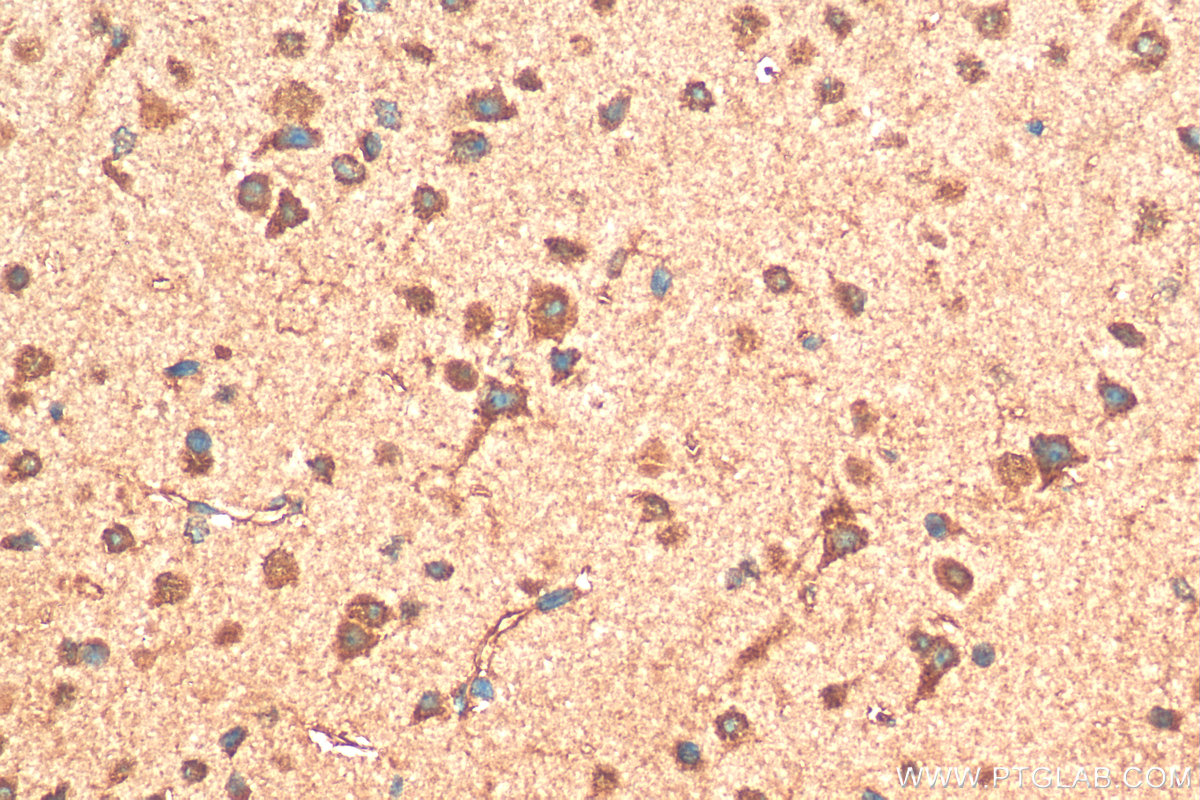 IHC staining of mouse brain using 10785-1-AP