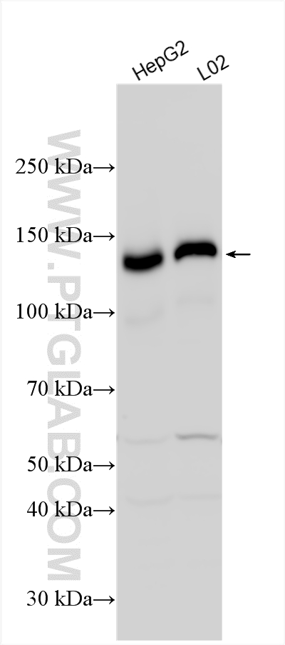 WB analysis using 10785-1-AP