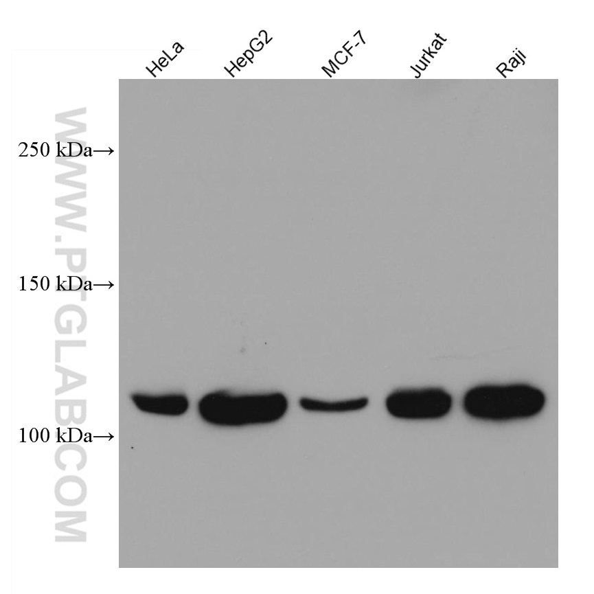 WB analysis using 66414-1-Ig