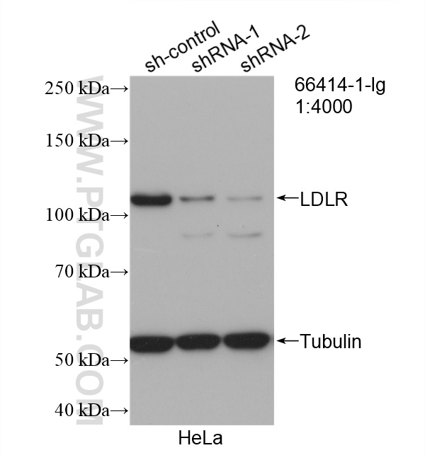 WB analysis of HeLa using 66414-1-Ig (same clone as 66414-1-PBS)