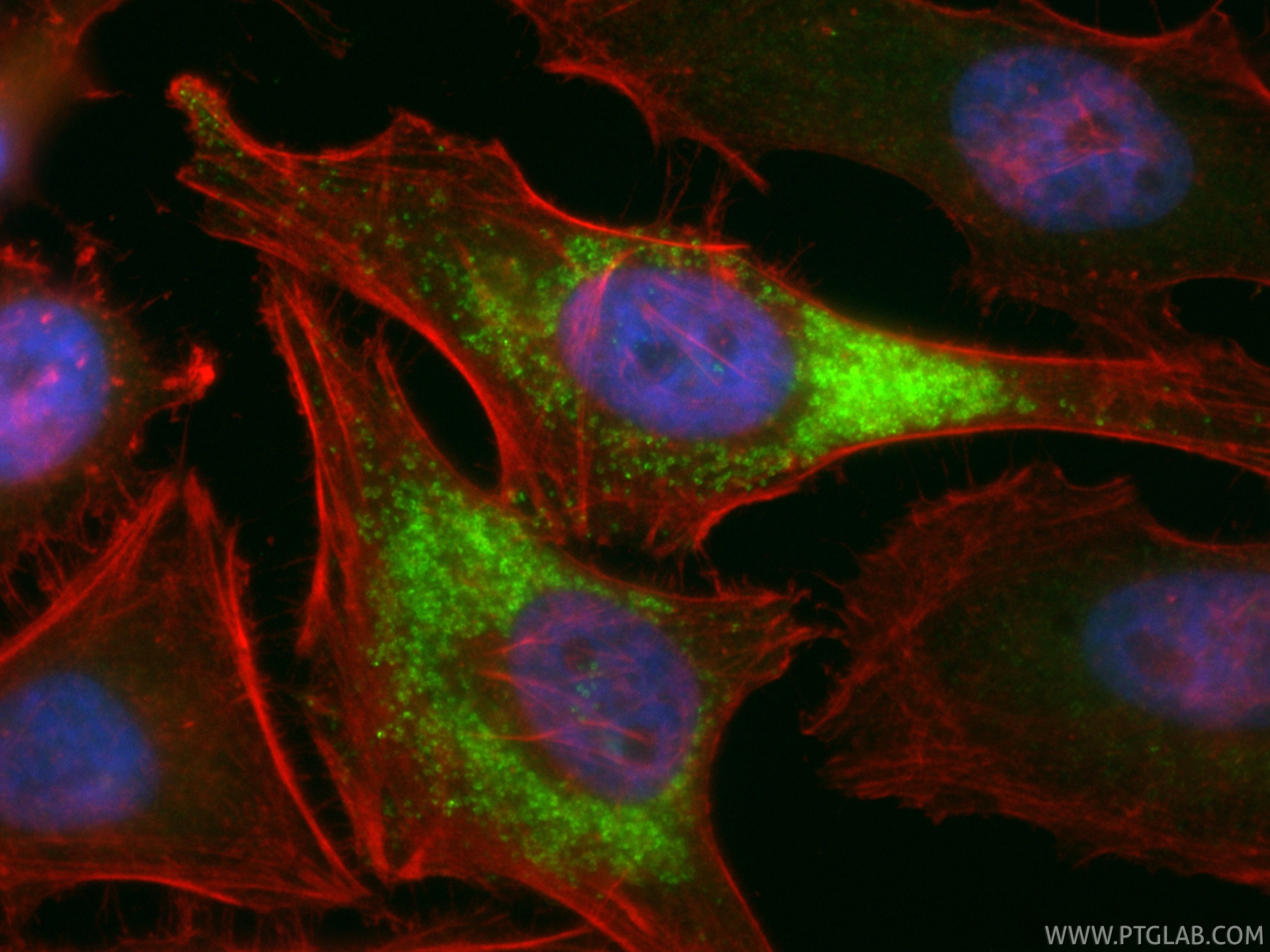 Immunofluorescent analysis of (4% PFA) fixed HeLa cells using CoraLite® Plus 488 LDLR antibody (CL488-82724, Clone: 1O11 ) at dilution of 1:200, CL594-phalloidin (red). IF Staining of HeLa using CL488-82724