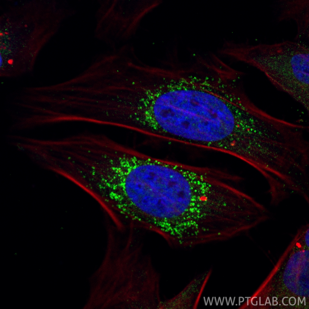 Immunofluorescent analysis of (4% PFA) fixed HeLa cells using CoraLite® Plus 488 LDLR antibody (CL488-82724, Clone: 1O11 ) at dilution of 1:200, CoraLite®594-Phalloidin (red). IF Staining of HeLa using CL488-82724