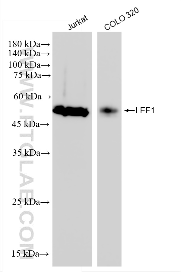 WB analysis using 88437-2-RR (same clone as 88437-2-PBS) WB analysis using 88437-2-RR (same clone as 88437-2-PBS)