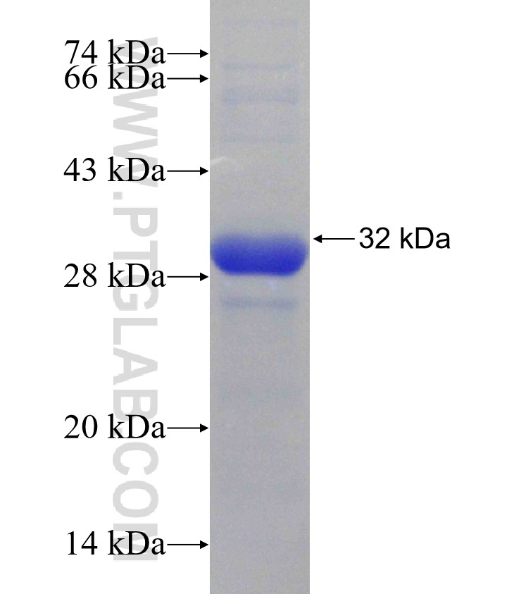 LEFTY1 fusion protein Ag30862 SDS-PAGE