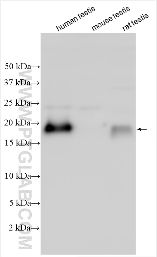 WB analysis using 32483-1-AP