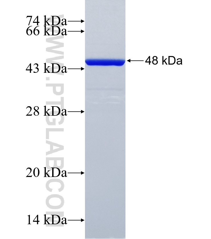 LEMD3 fusion protein Ag35416 SDS-PAGE