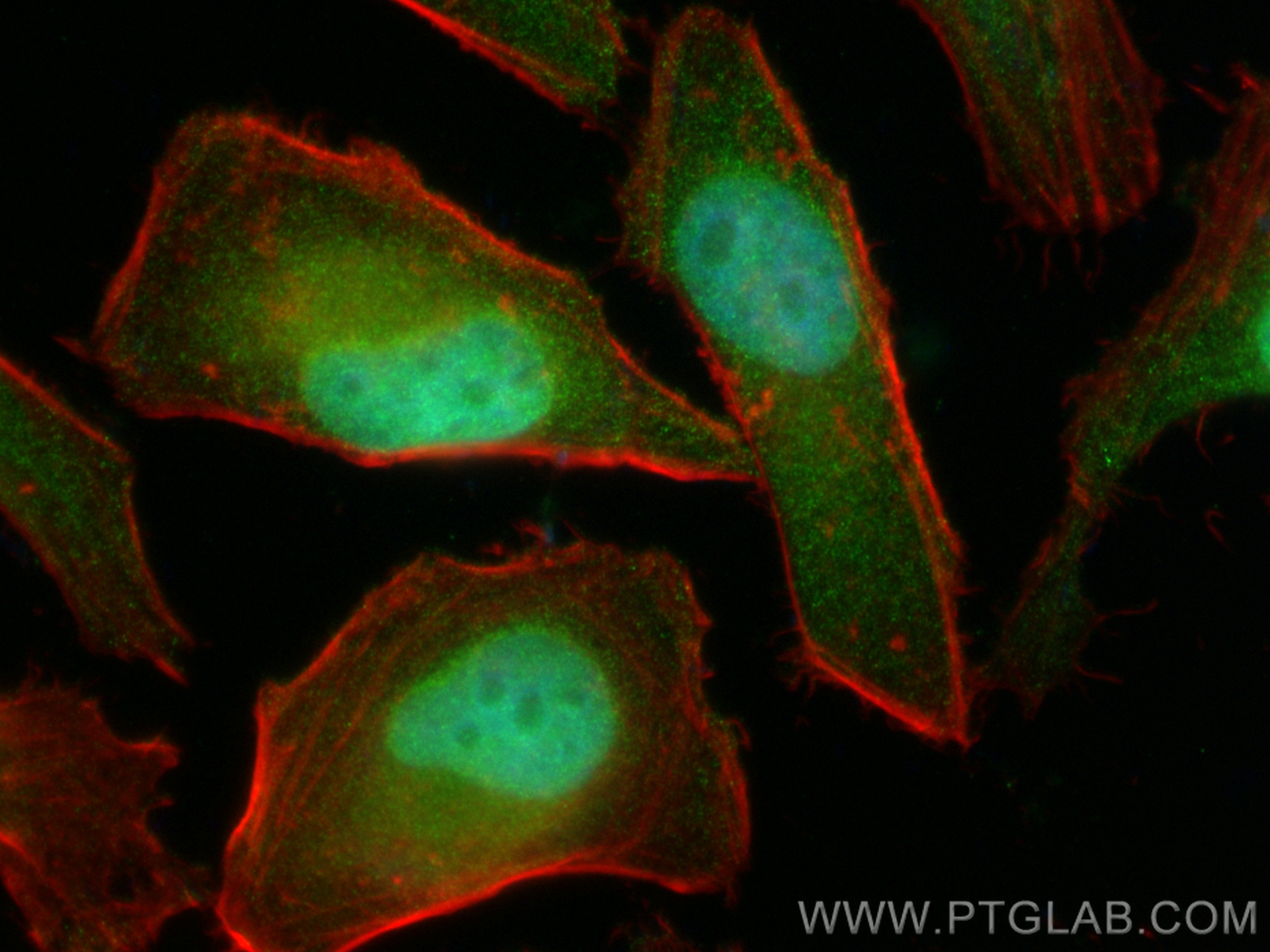 IF Staining of HeLa using CL488-16295