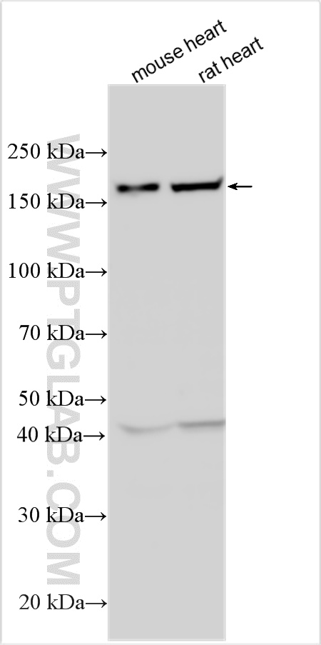 WB analysis using 32817-1-AP
