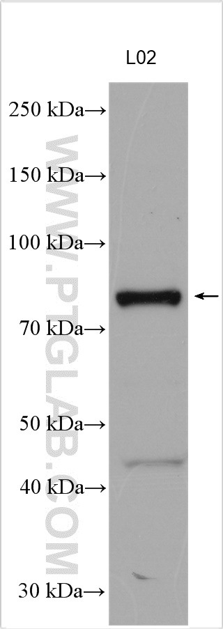 WB analysis using 15723-1-AP