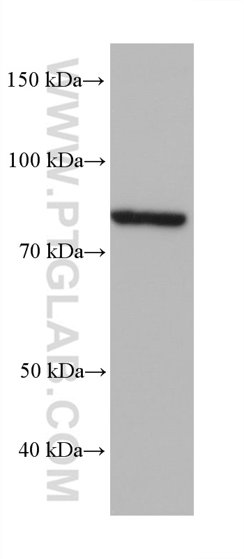 WB analysis of HeLa using 68299-1-Ig