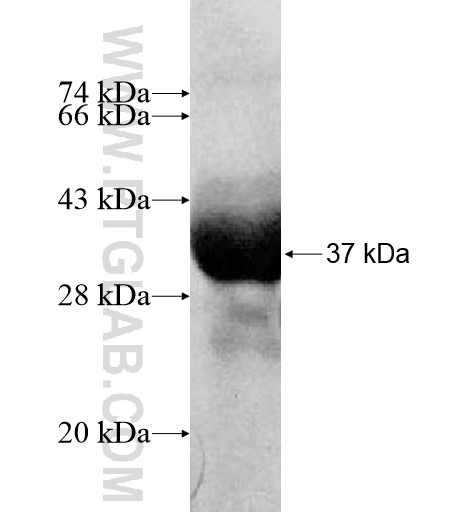 LETM2 fusion protein Ag10862 SDS-PAGE