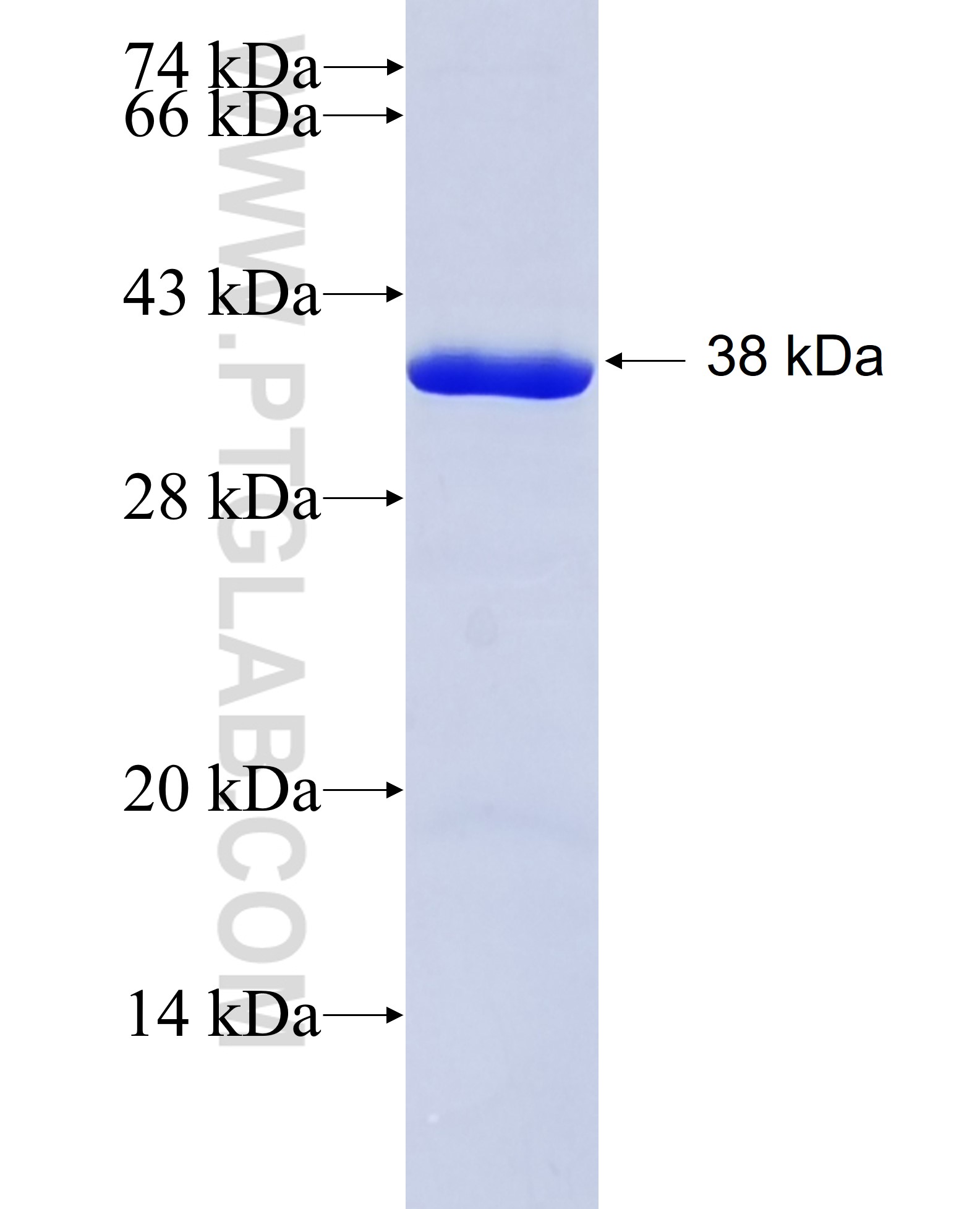 CD11a/Integrin alpha-L fusion protein Ag7813 SDS-PAGE