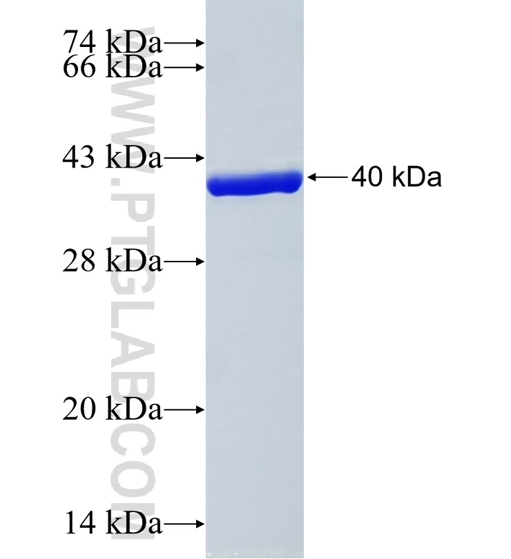 LGALS13 fusion protein Ag12192 SDS-PAGE