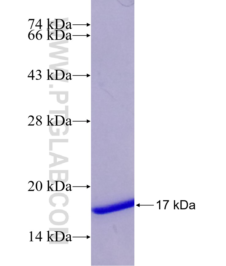 LGALS2 fusion protein Ag29484 SDS-PAGE LGALS2 fusion protein Ag29484 SDS-PAGE