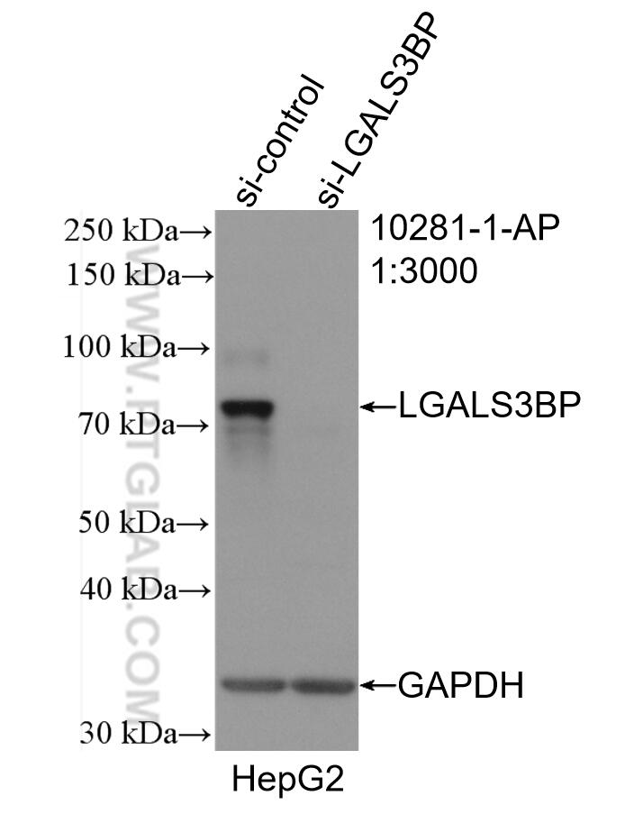 WB analysis of HepG2 using 10281-1-AP