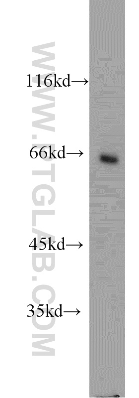 LGALS3BP Polyclonal antibody