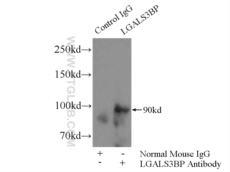 IP experiment of human plasma using 60066-1-Ig (same clone as 60066-1-PBS)