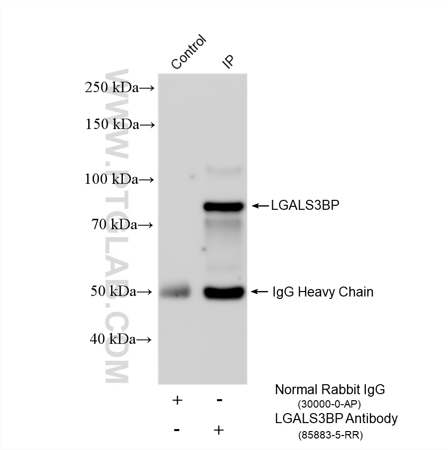 IP result of anti-LGALS3BP (IP:85883-5-RR, 4 ug; Detection:85883-5-RR 1:500) with HepG2 cells lysate 1400 ug. IP experiment of HepG2 using 85883-5-RR