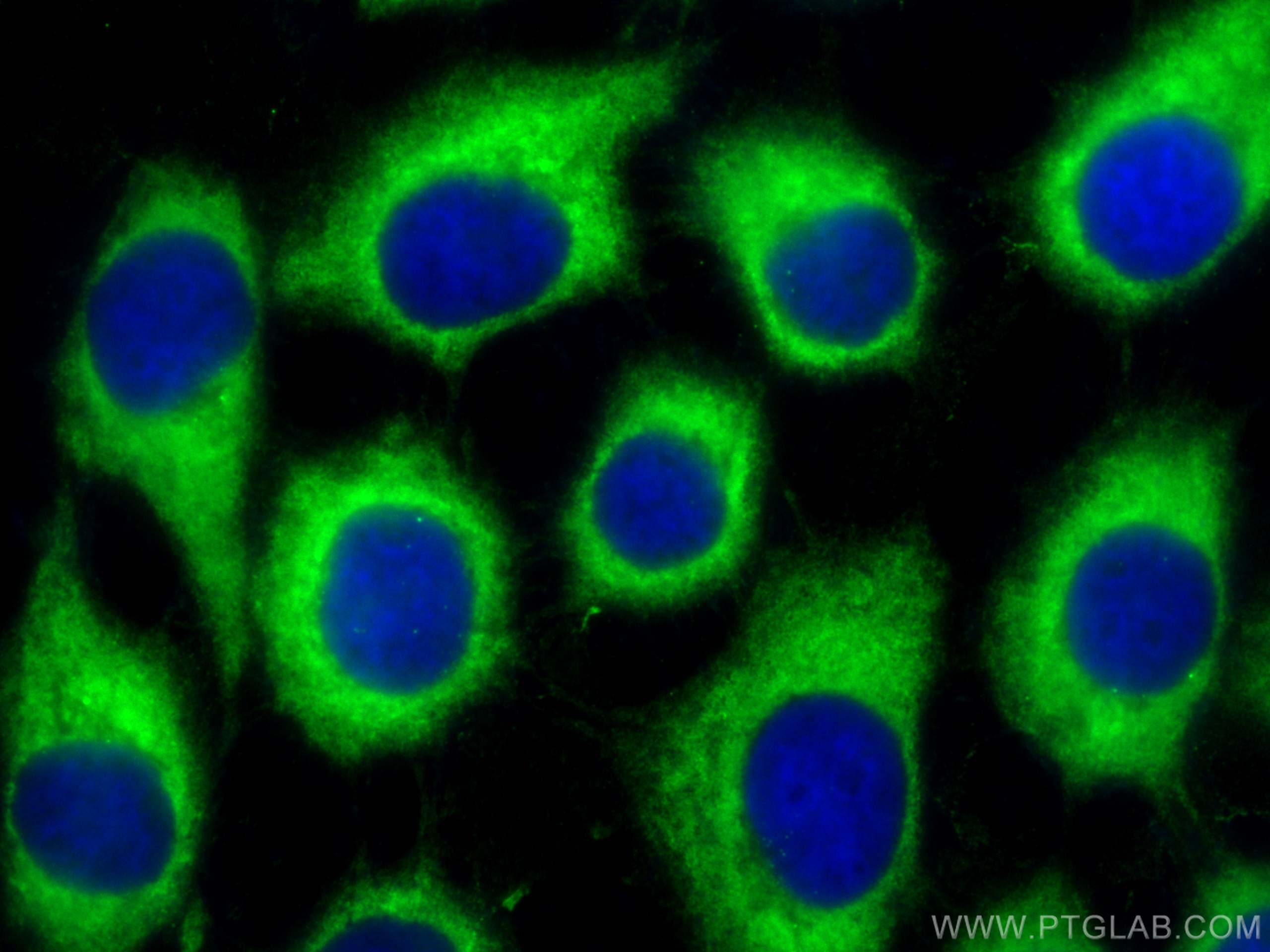 IF Staining of A431 using CL488-60066