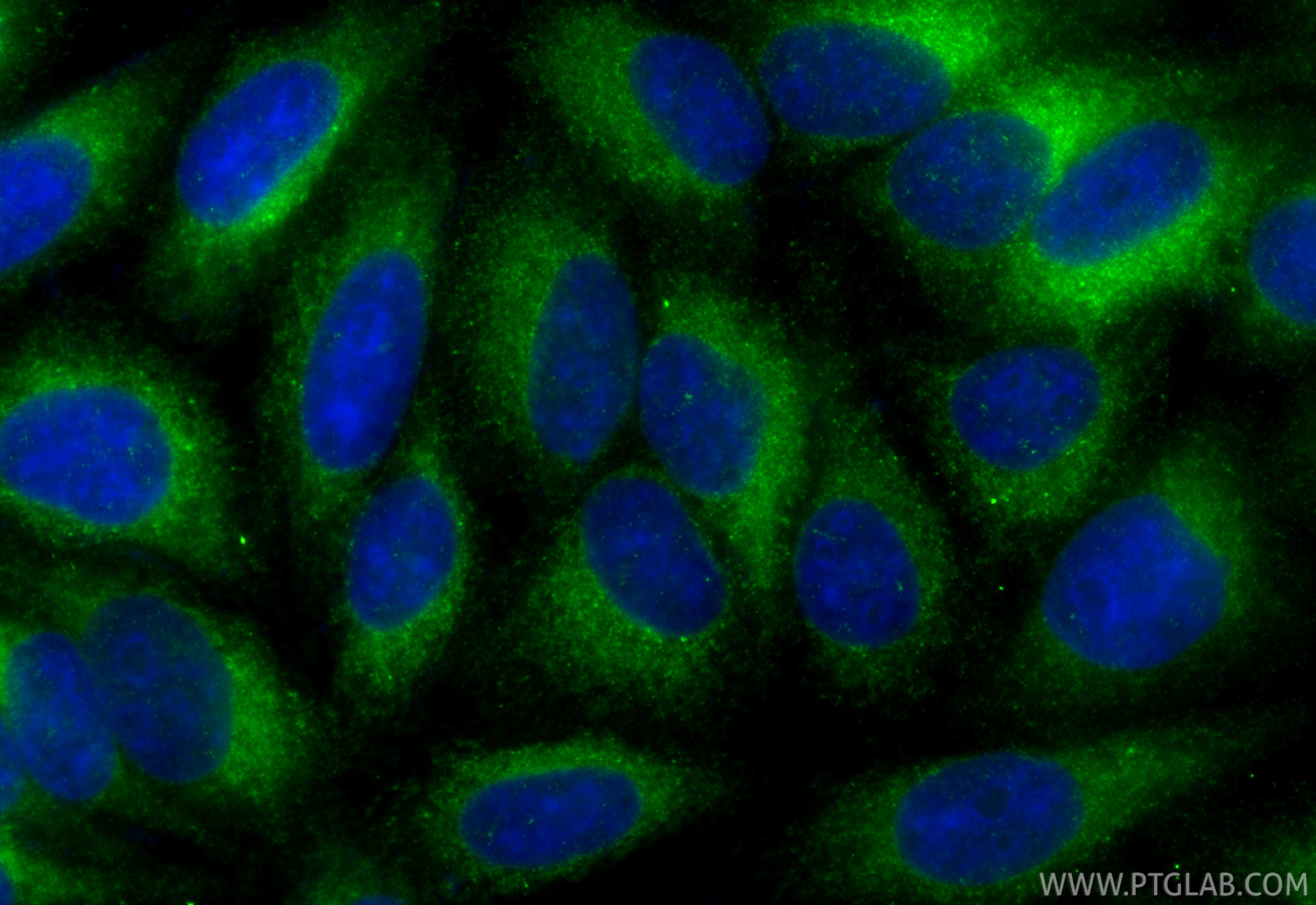 Immunofluorescent analysis of (-20°C Ethanol) fixed HepG2 cells using CoraLite® Plus 488 LGALS3BP antibody (CL488-85883-5, Clone: 250138C5 ) at dilution of 1:200. IF Staining of HepG2 using CL488-85883-5