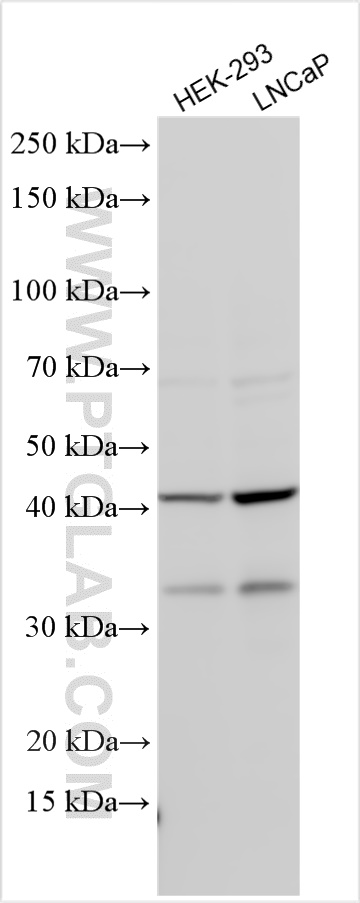 WB analysis using 10955-1-AP