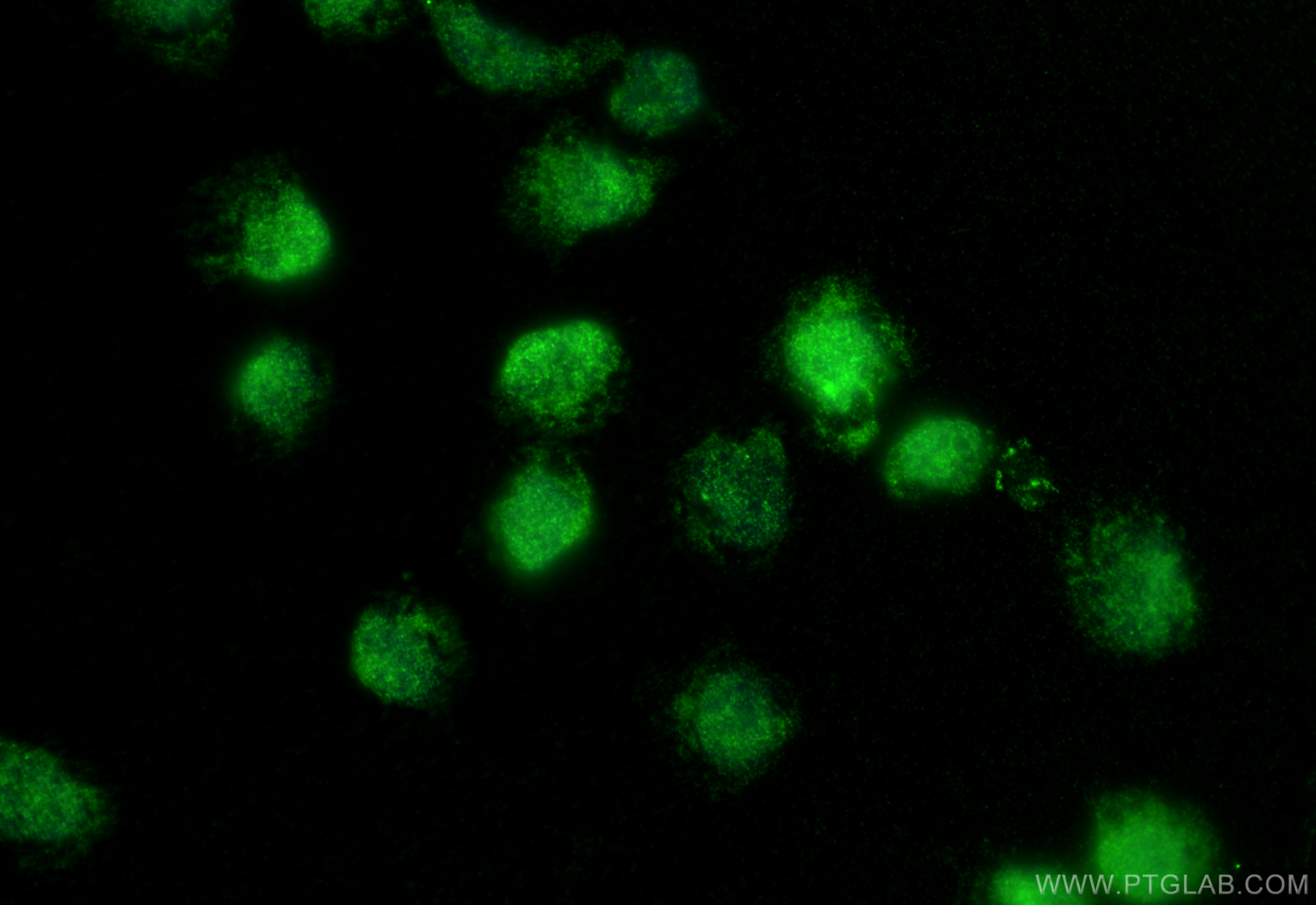 IF Staining of U-937 using 17938-1-AP