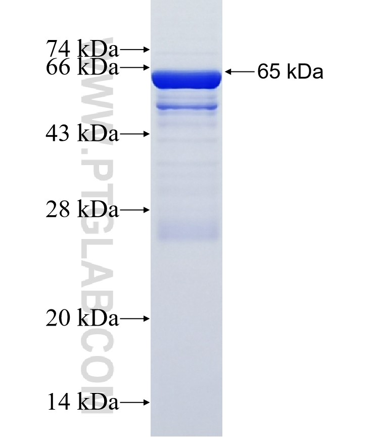 LGI4 fusion protein Ag16230 SDS-PAGE