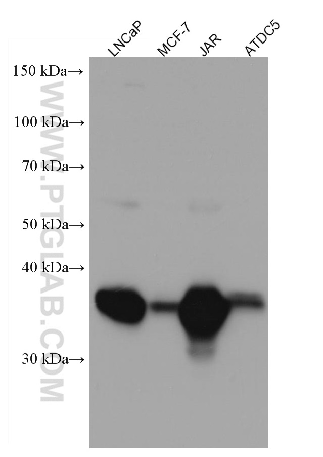 WB analysis using 67017-1-Ig