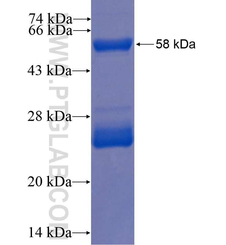 LGR5 fusion protein Ag16389 SDS-PAGE