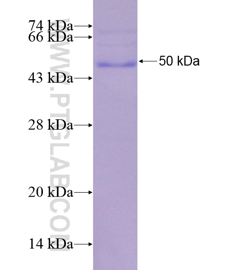LHCGR fusion protein Ag19213 SDS-PAGE LHCGR fusion protein Ag19213 SDS-PAGE