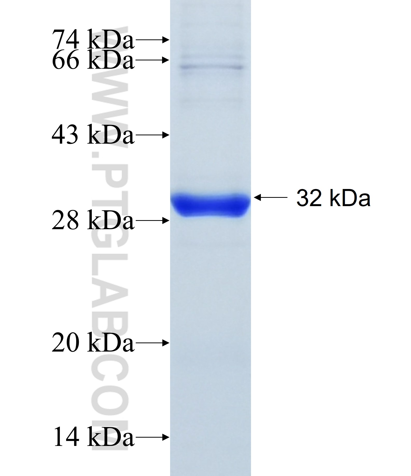 LHFP fusion protein Ag24705 SDS-PAGE