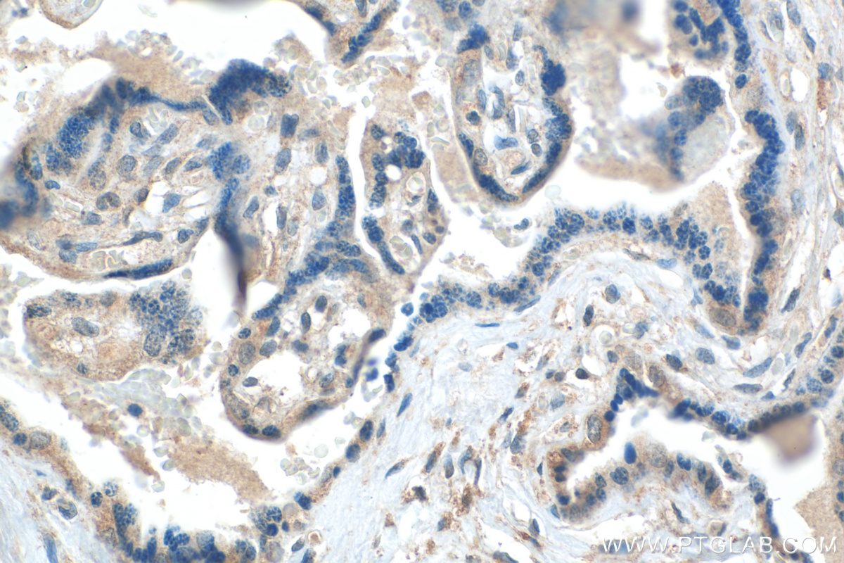IHC staining of human placenta using 21005-1-AP