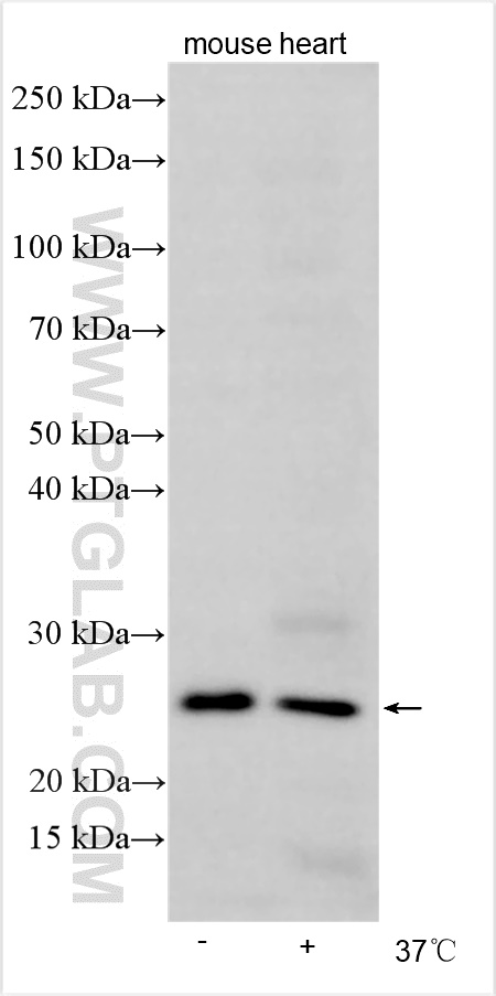 WB analysis using 21094-1-AP