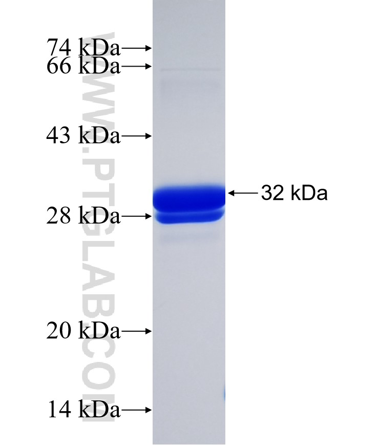 LHFPL4 fusion protein Ag15349 SDS-PAGE