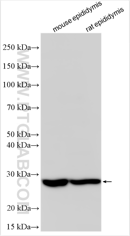 WB analysis using 21058-1-AP
