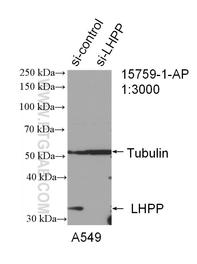 WB analysis of A549 using 15759-1-AP