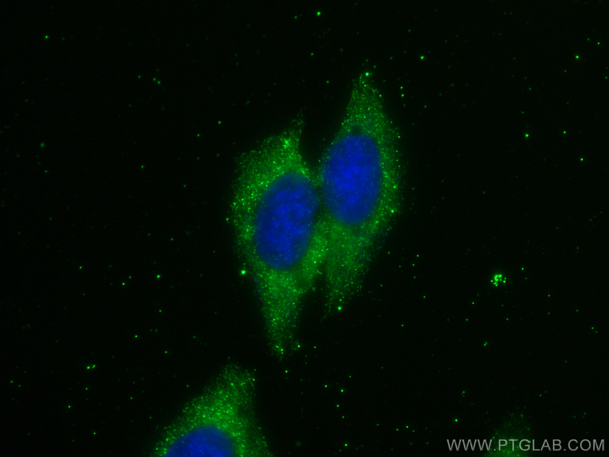 IF Staining of HepG2 using 66988-1-Ig