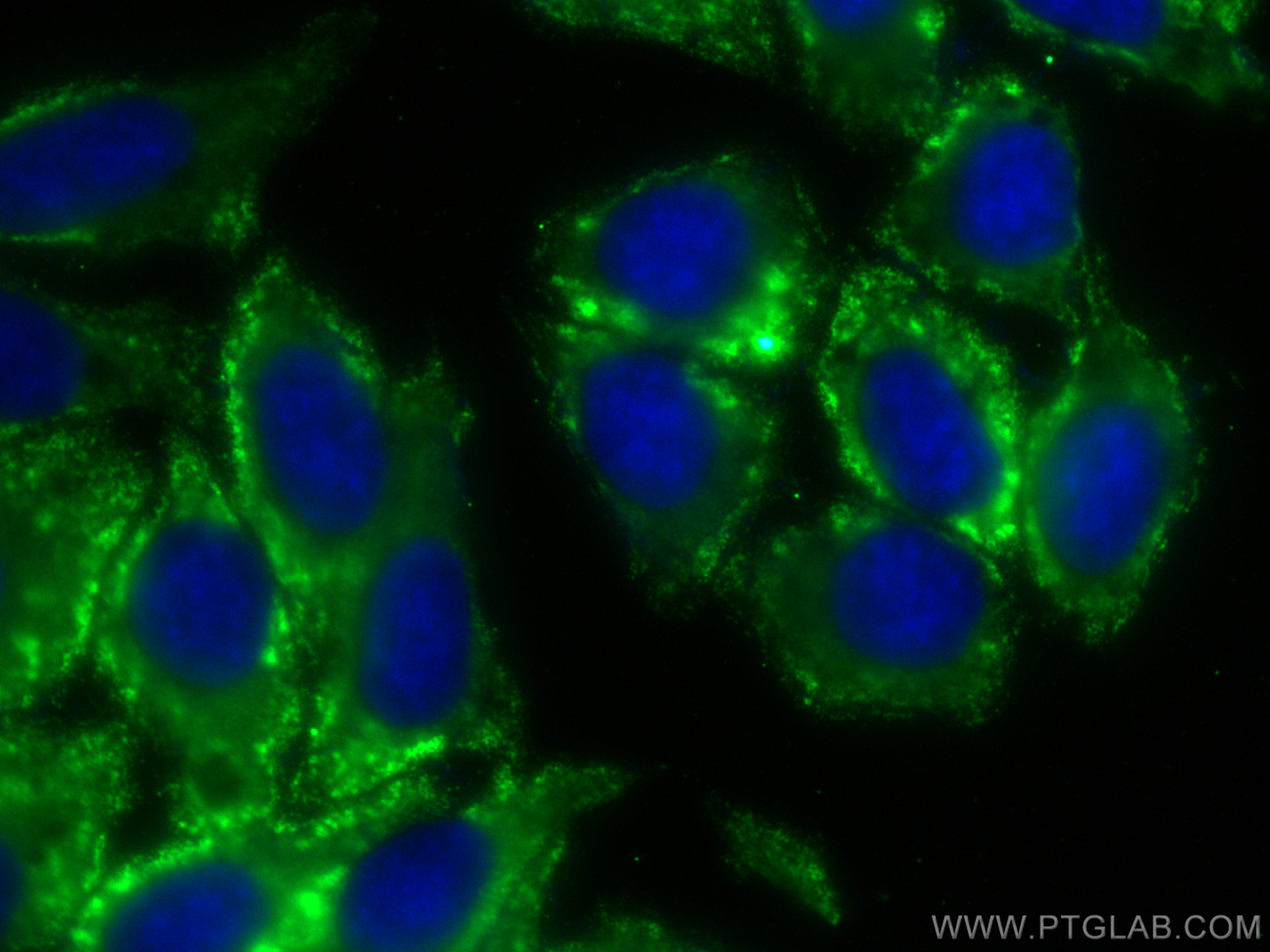 IF Staining of HepG2 using CL488-66988