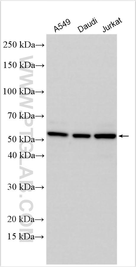 WB analysis using 18133-1-AP