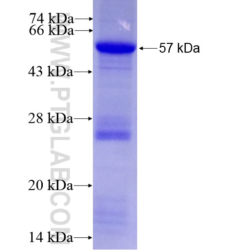 LHX2 fusion protein Ag12717 SDS-PAGE