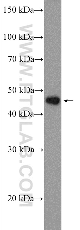 WB analysis of HepG2 using 11183-1-AP