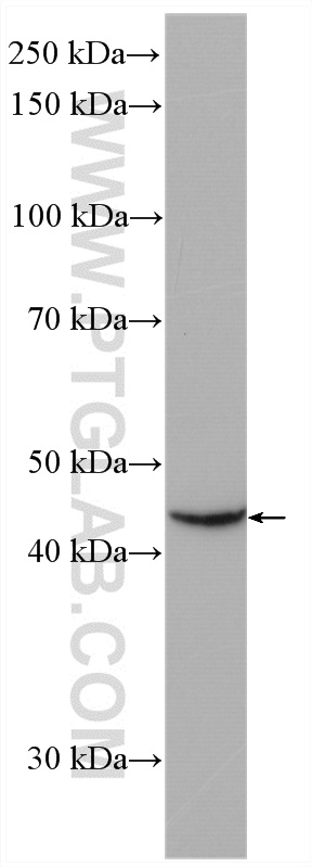 WB analysis of HEK-293 using 21567-1-AP