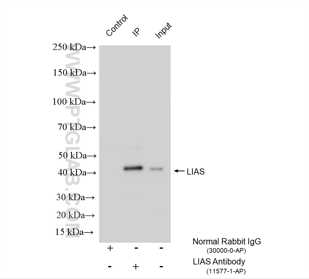 IP experiment of L02 using 11577-1-AP IP experiment of L02 using 11577-1-AP