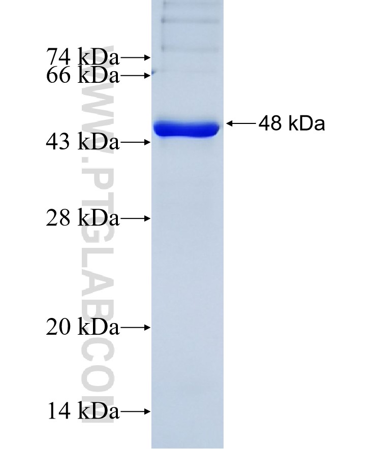 LIAS fusion protein Ag27286 SDS-PAGE