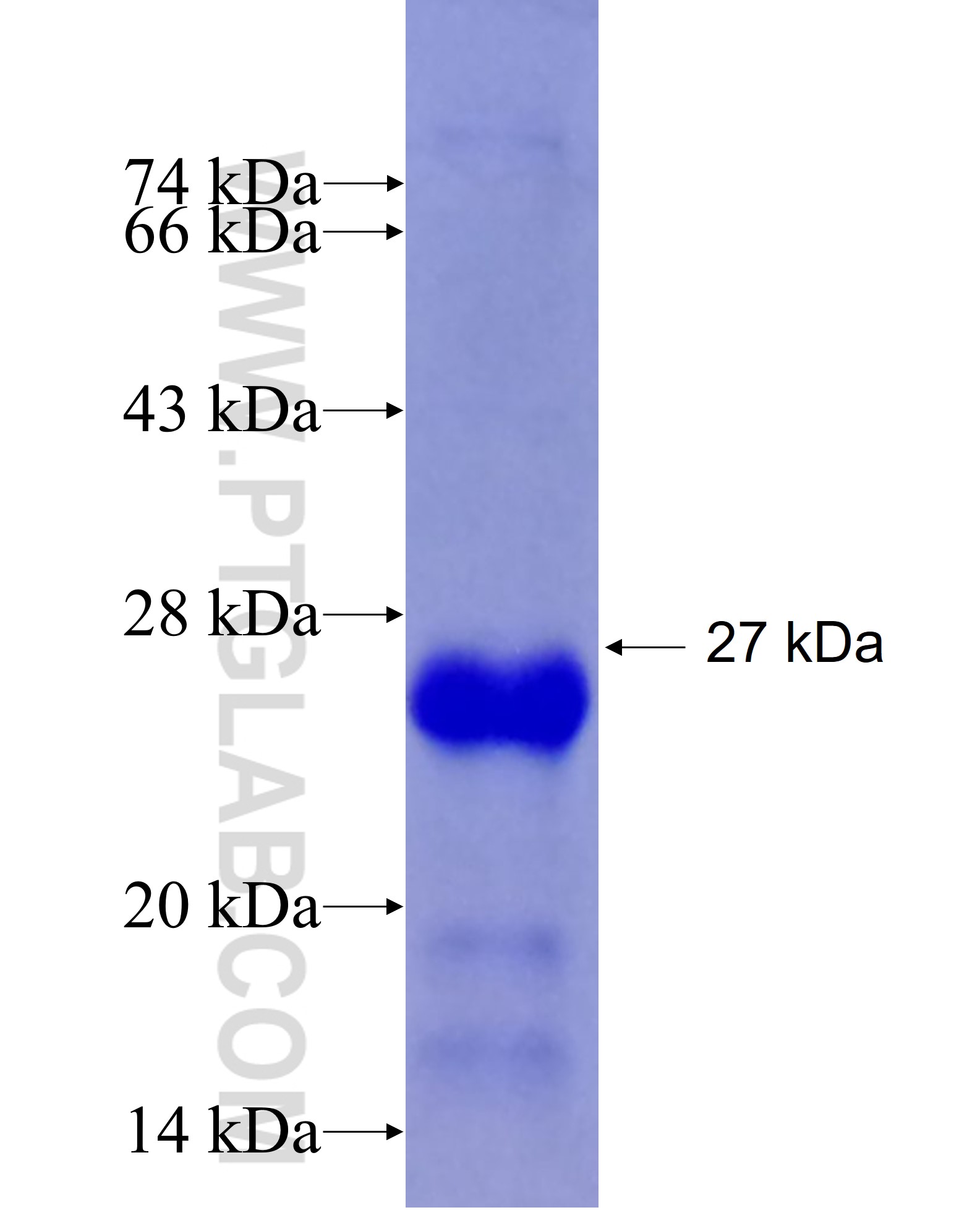 LIF fusion protein Ag25100 SDS-PAGE