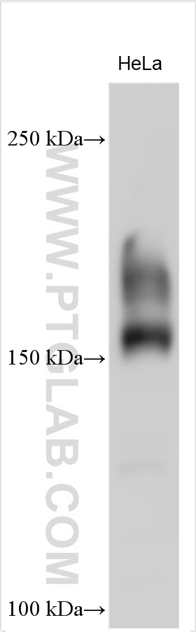 WB analysis using 22779-1-AP