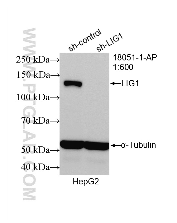 WB analysis of HepG2 using 18051-1-AP WB analysis of HepG2 using 18051-1-AP