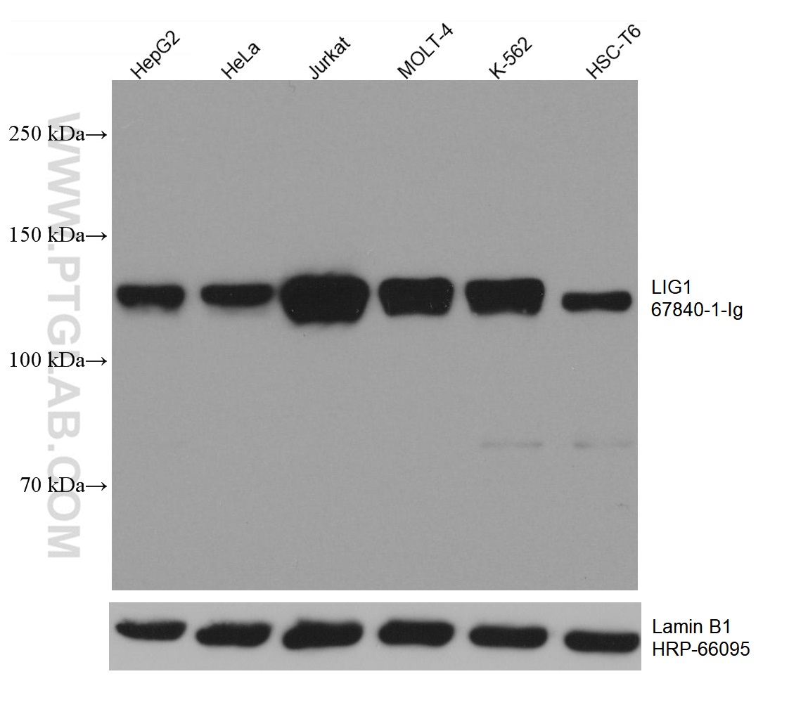 WB analysis using 67840-1-Ig